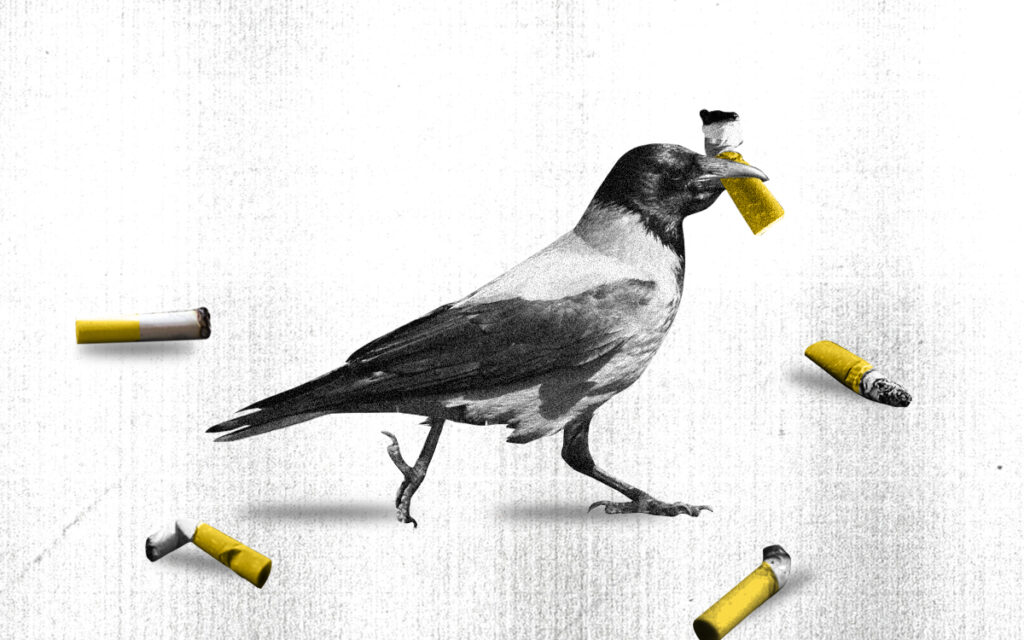 Scientists Are Now Training Crows To Pickup & Dispose Cigarette Butts Because Humans Are Not Doing It