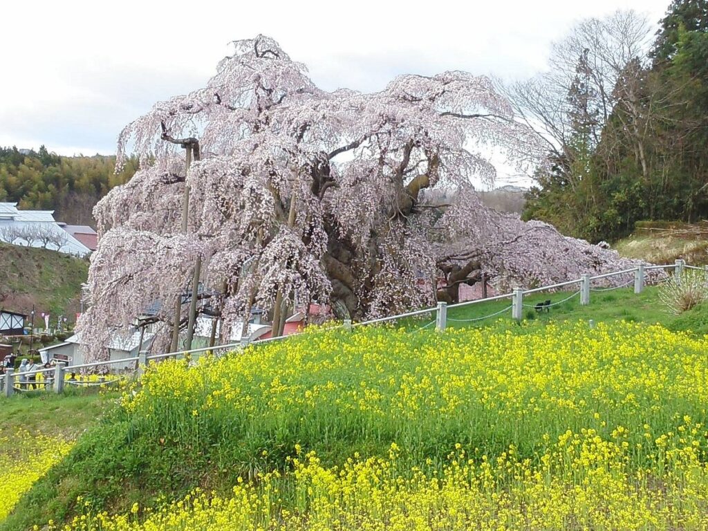 Nuclear Disaster In Japan From 2011 Is Still Making Trees Grow Weirdly