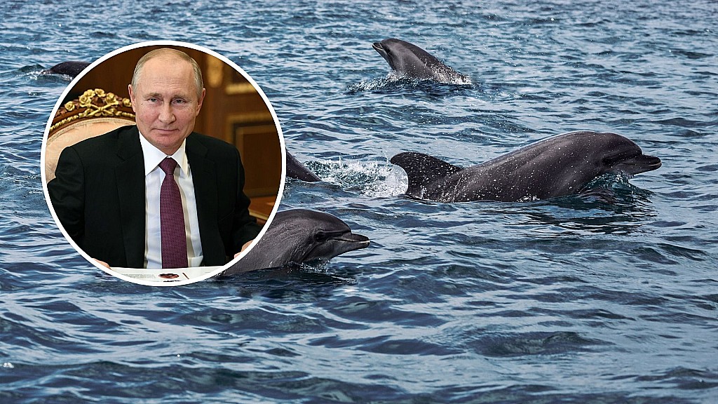 Russia Is Using Trained Military Dolphins To Protect Its Naval Base Against Underwater Attacks By Ukraine